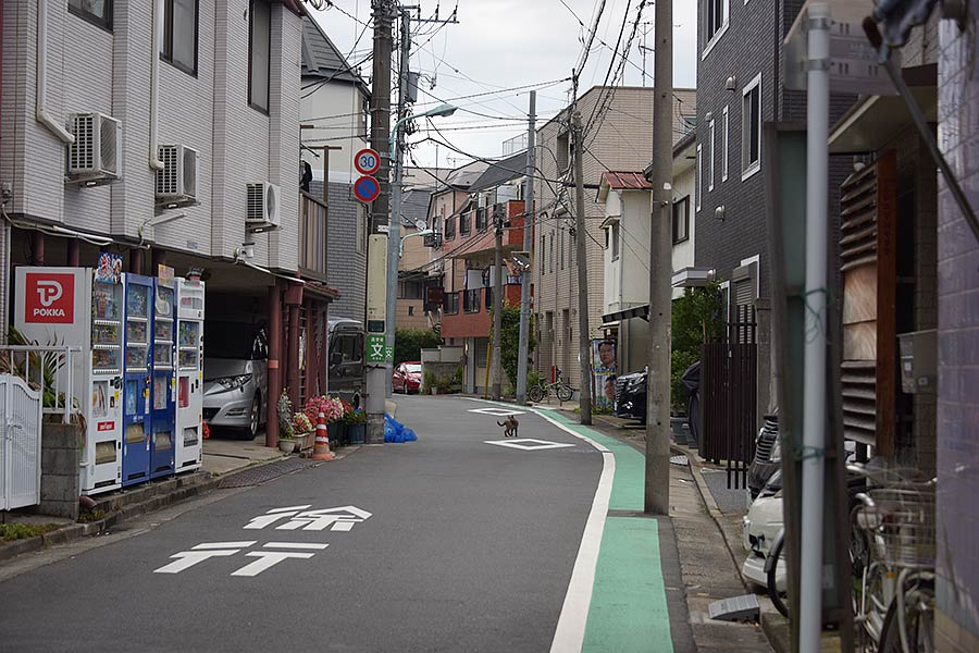 街のねこたち