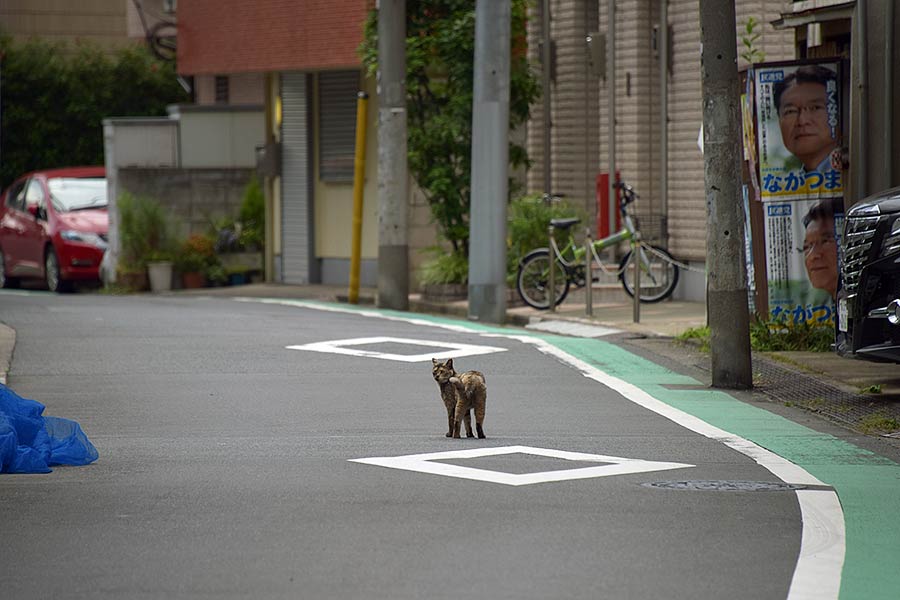 街のねこたち