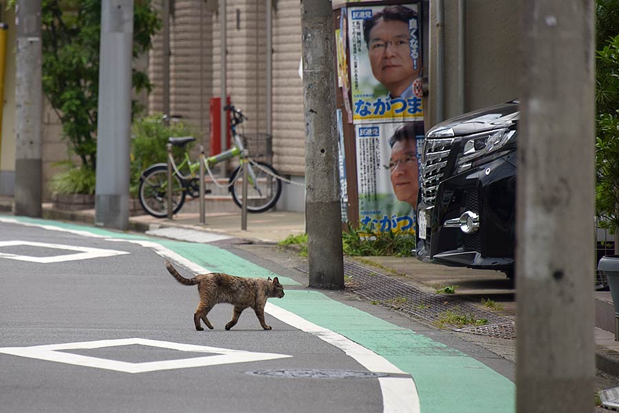 街のねこたち