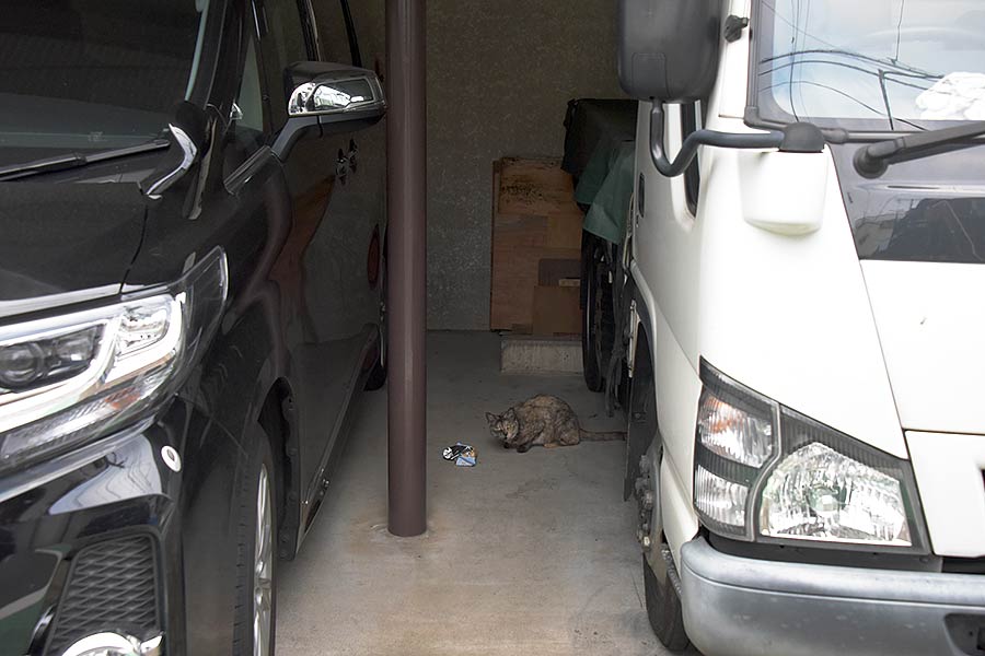 街のねこたち