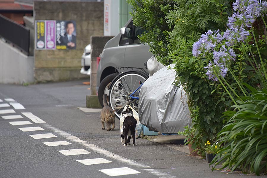 街のねこたち