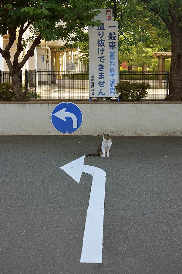 街のねこたち