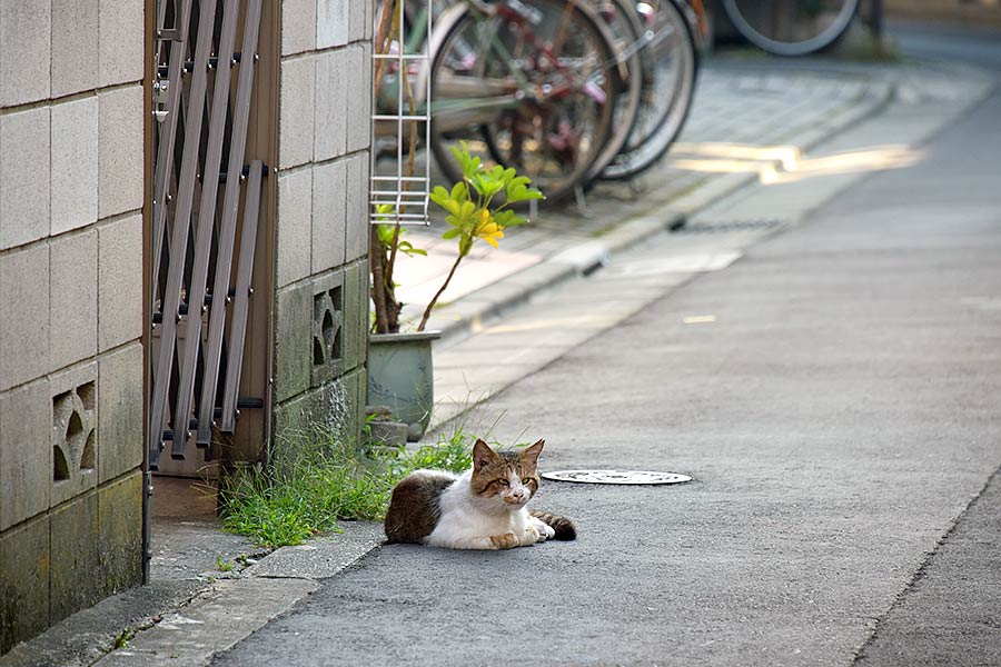 街のねこたち