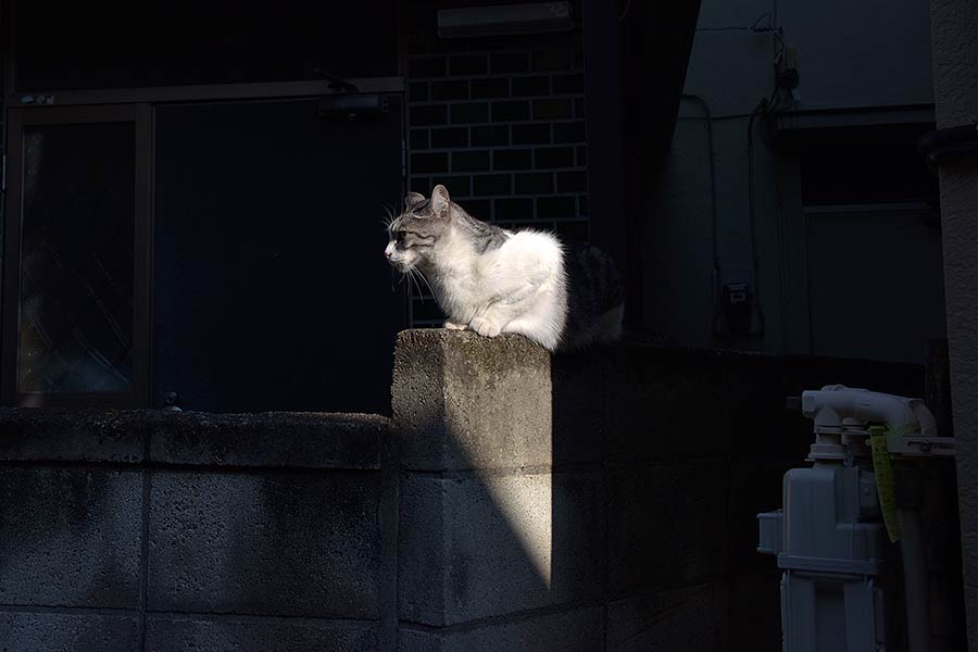 街のねこたち