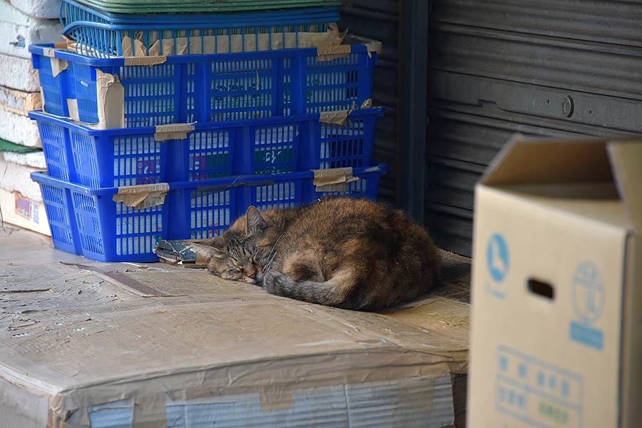街のねこたち