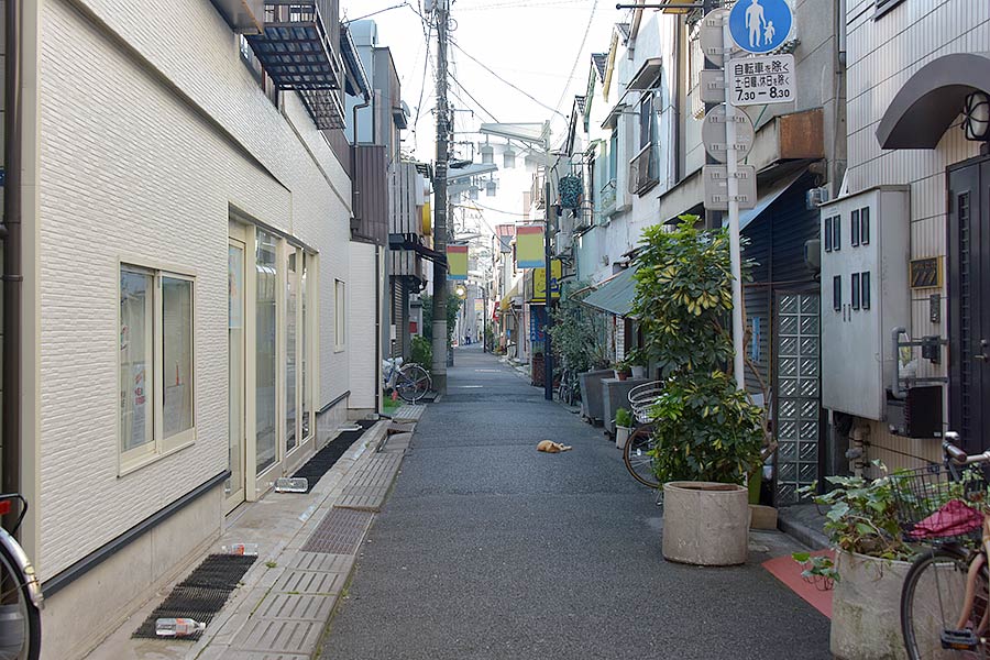 街のねこたち