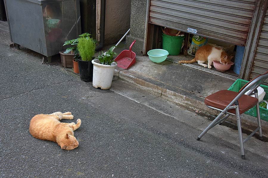 街のねこたち