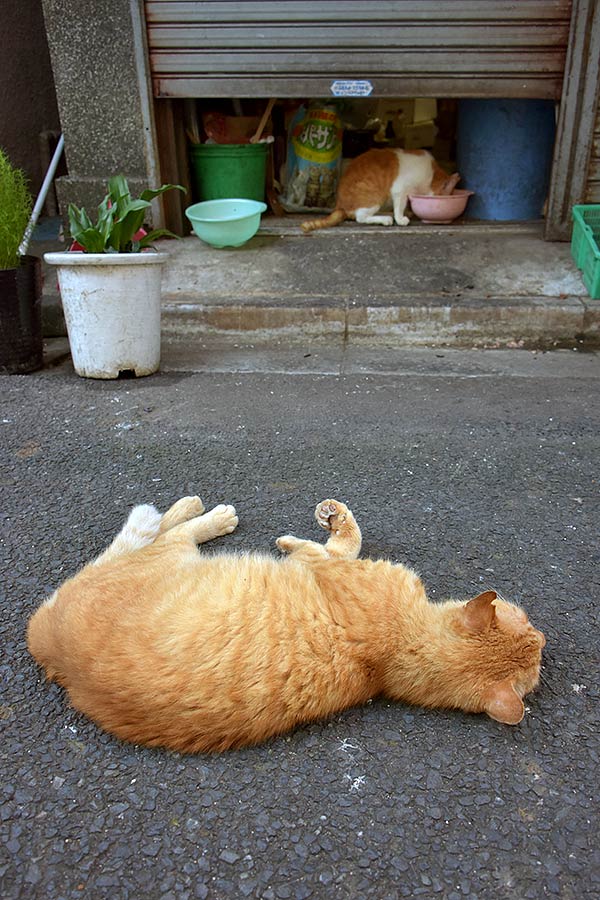 街のねこたち