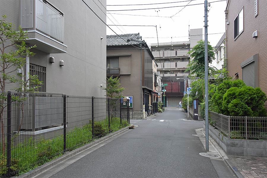 街のねこたち