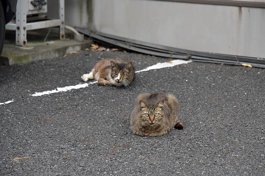 街のねこたち