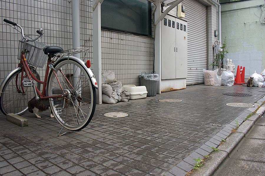 街のねこたち