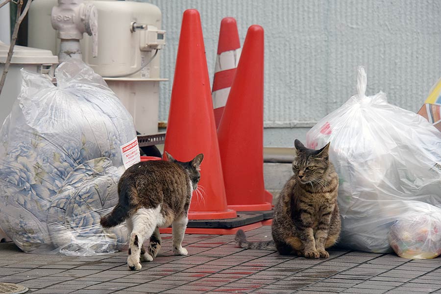 街のねこたち