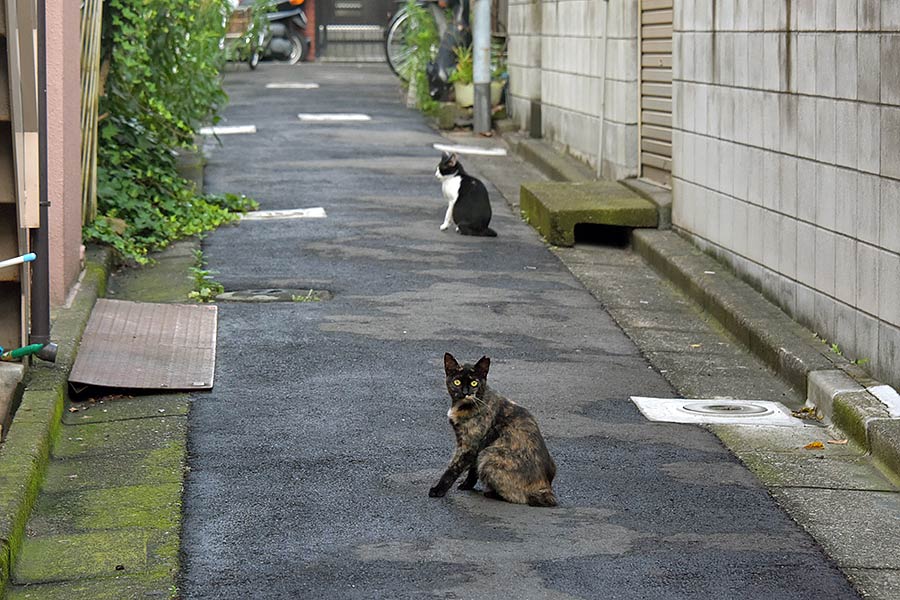 街のねこたち
