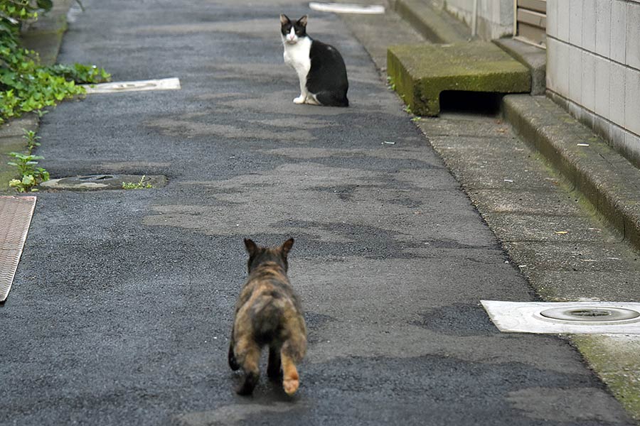 街のねこたち
