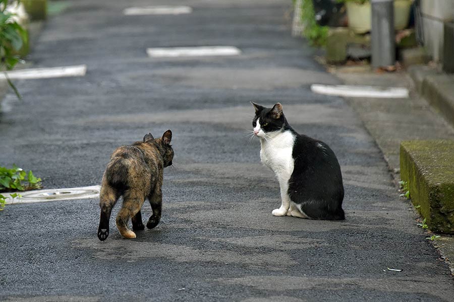 街のねこたち