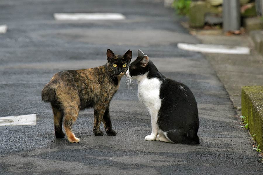 街のねこたち