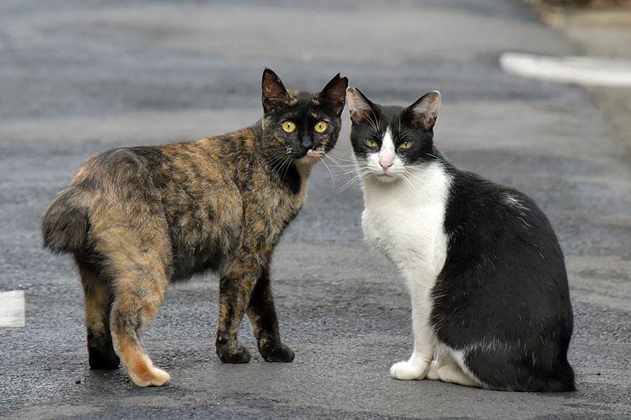 街のねこたち