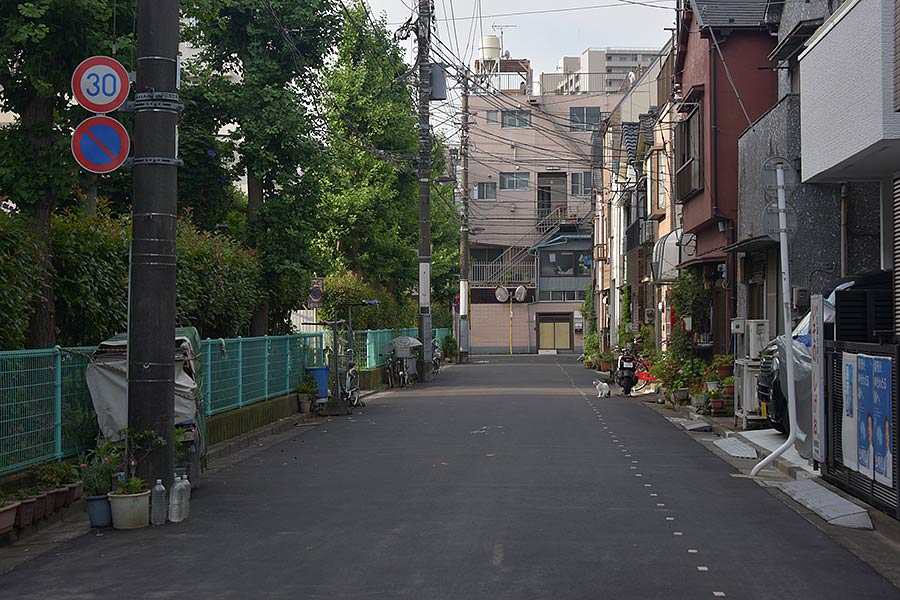 街のねこたち