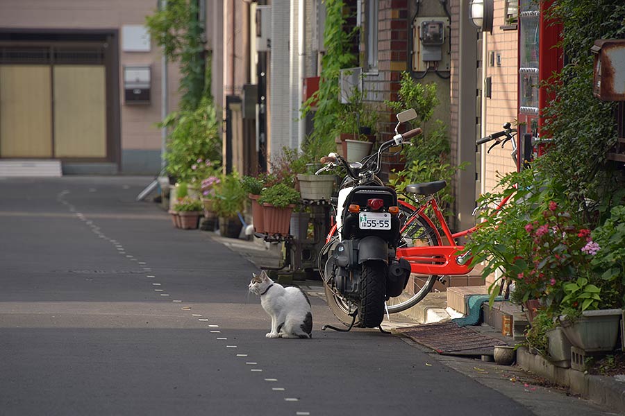 街のねこたち