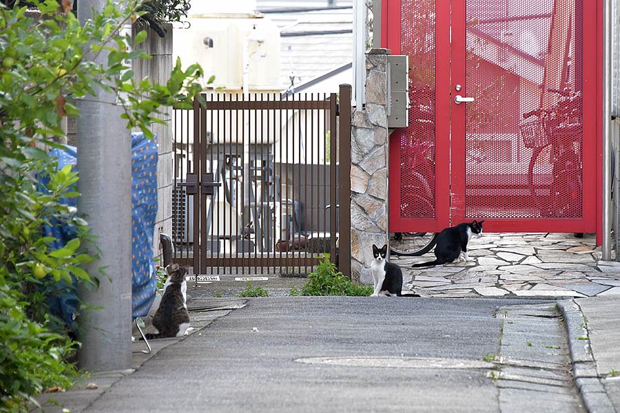 街のねこたち