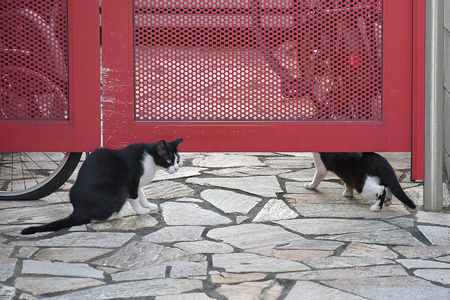 街のねこたち