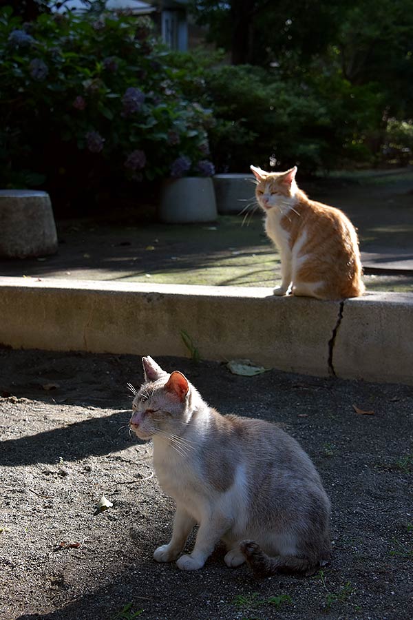 街のねこたち