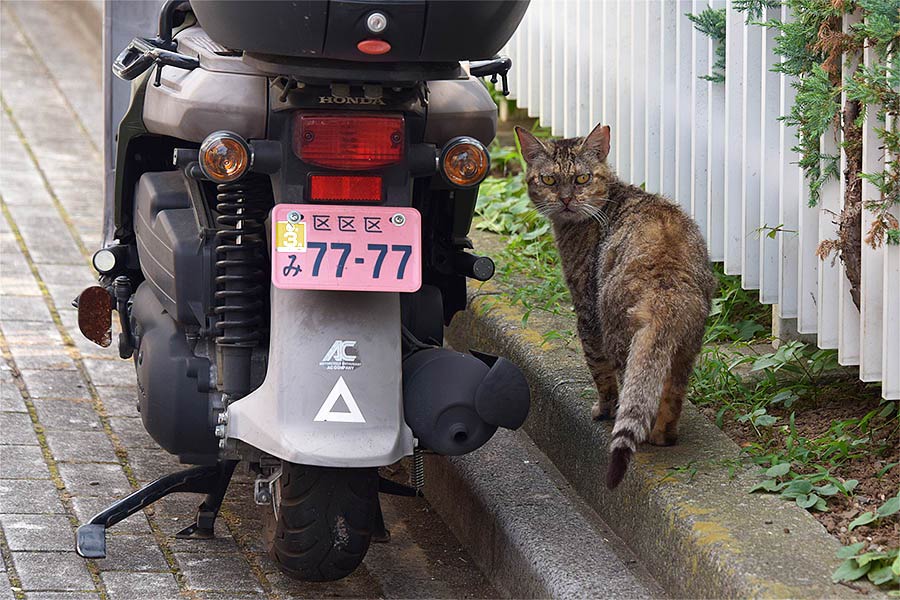 街のねこたち