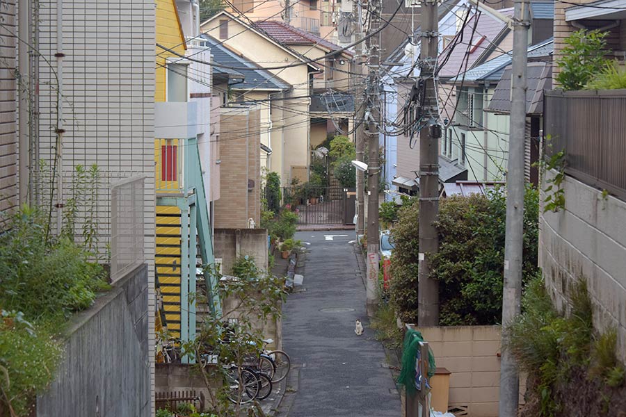 街のねこたち