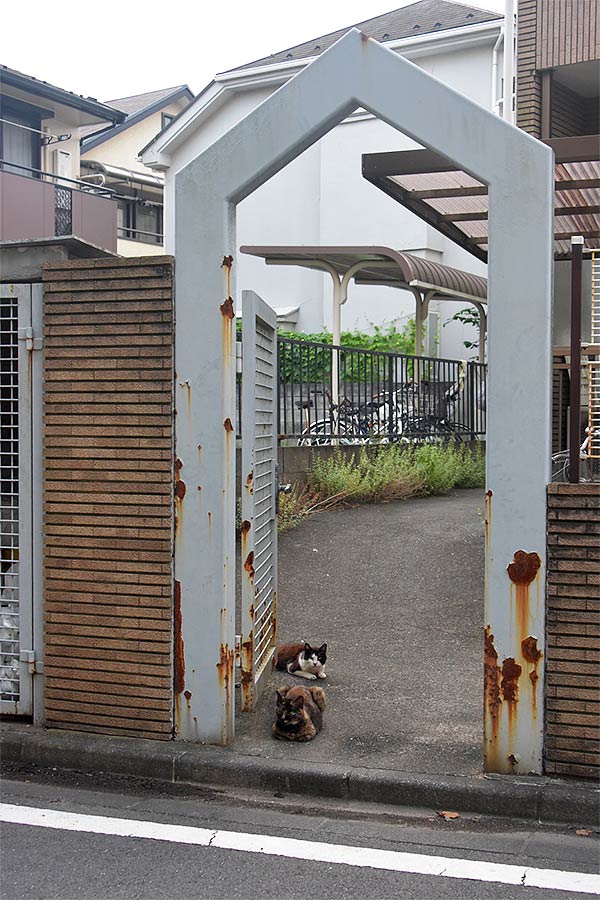 街のねこたち