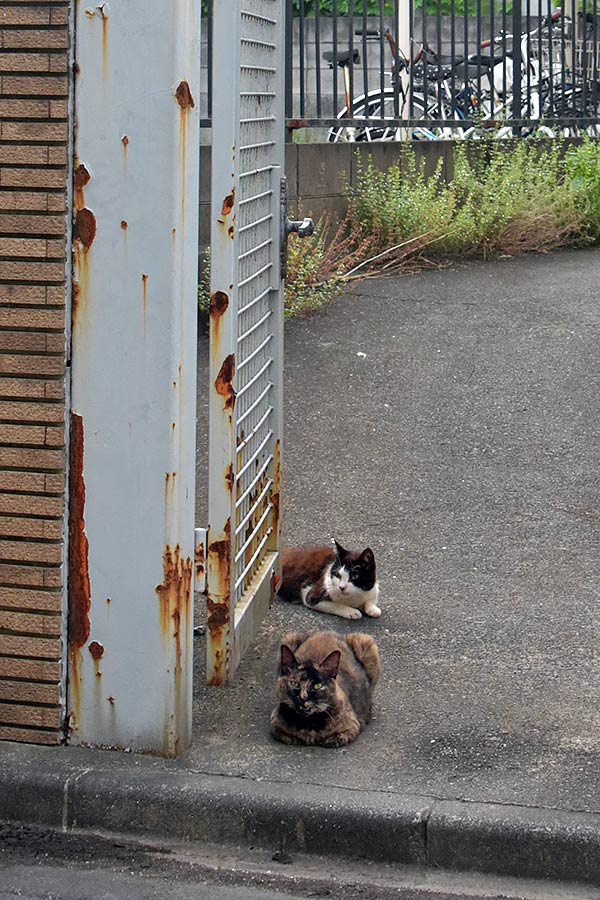 街のねこたち