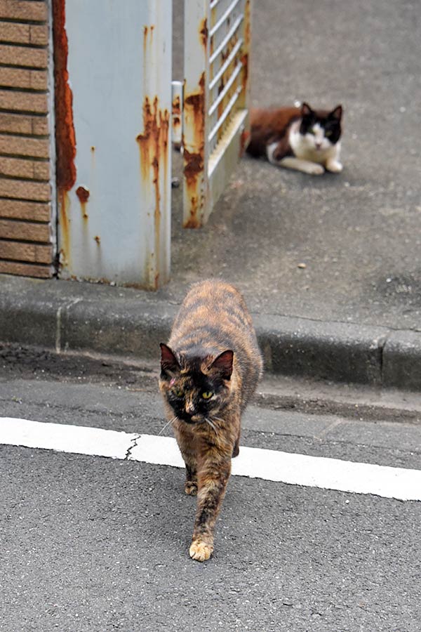 街のねこたち