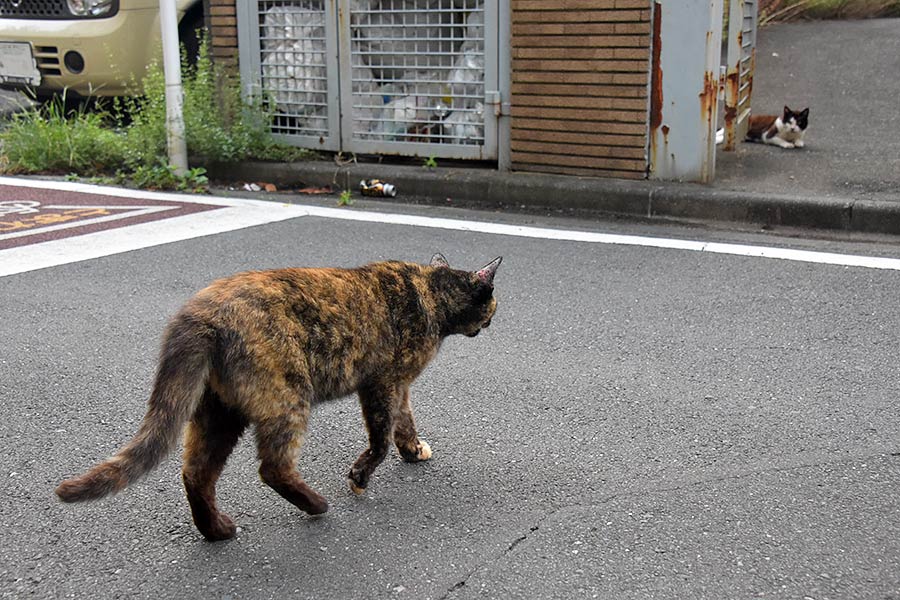 街のねこたち