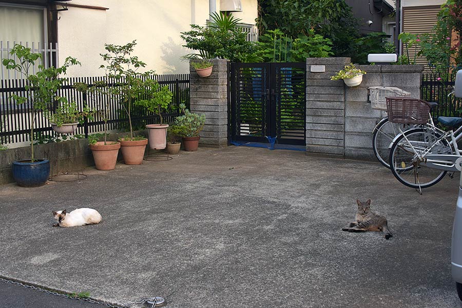 街のねこたち