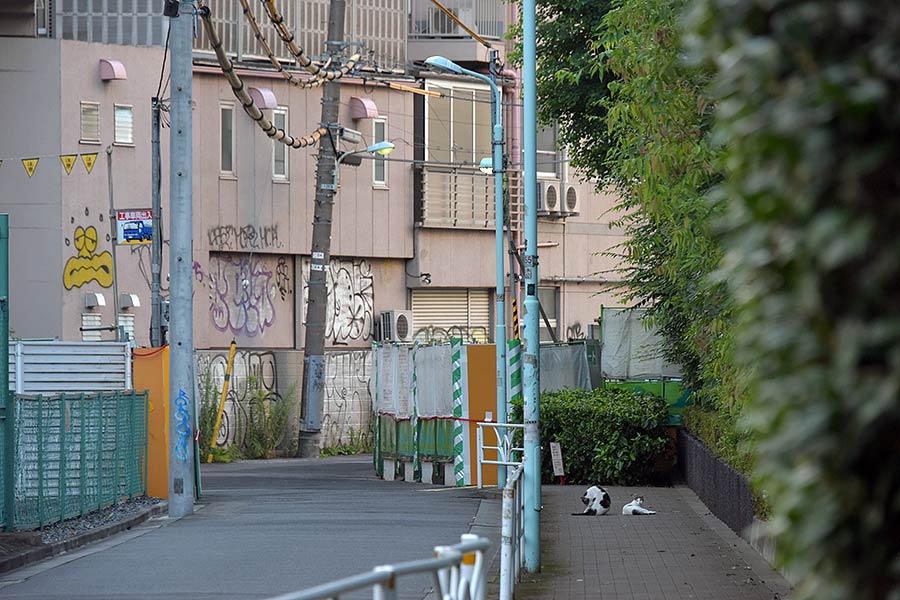 街のねこたち
