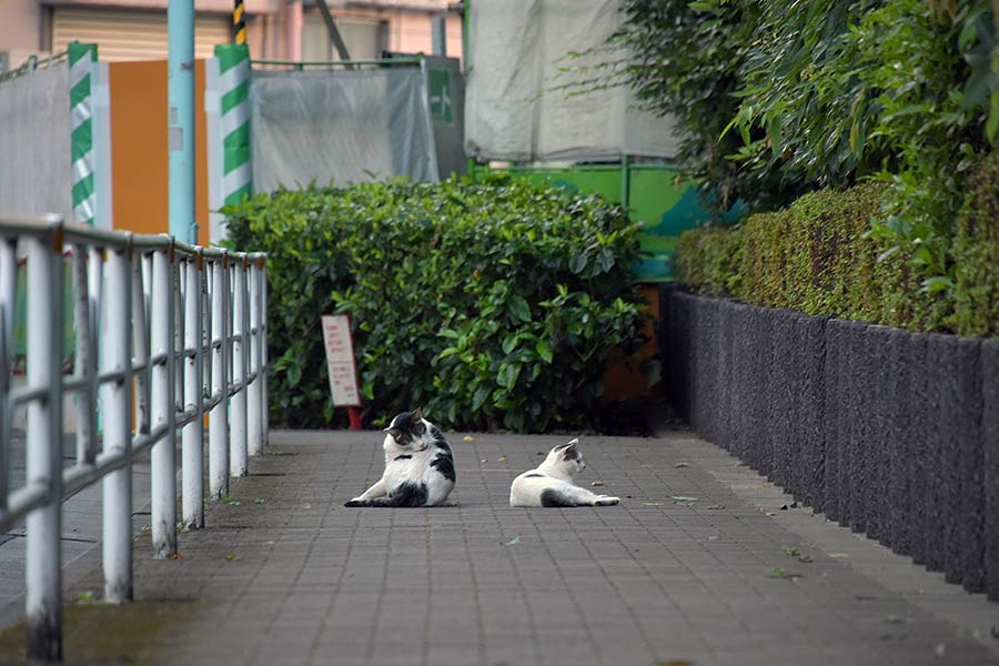 街のねこたち