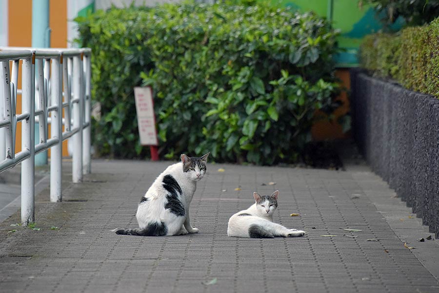 街のねこたち