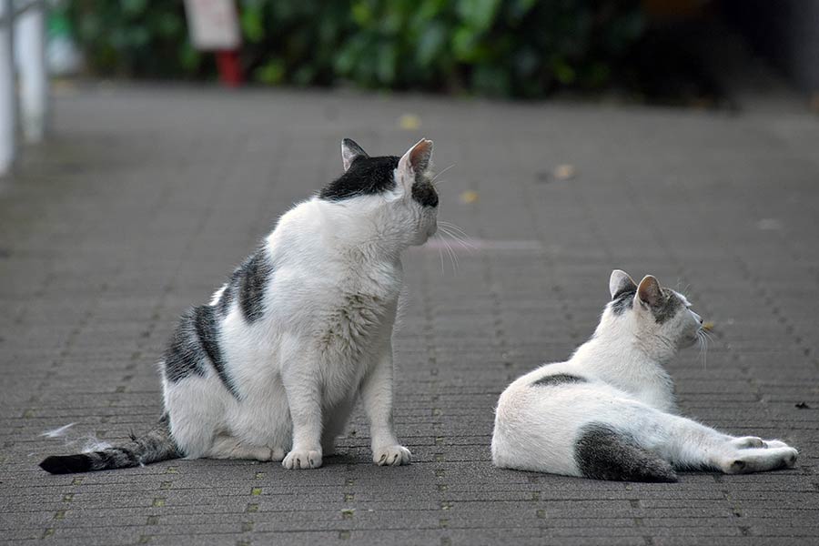 街のねこたち