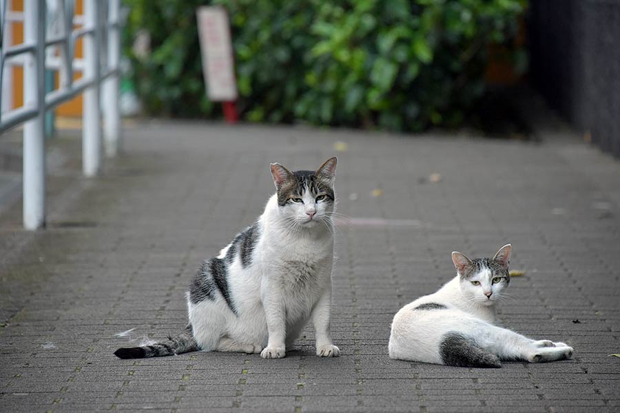 街のねこたち