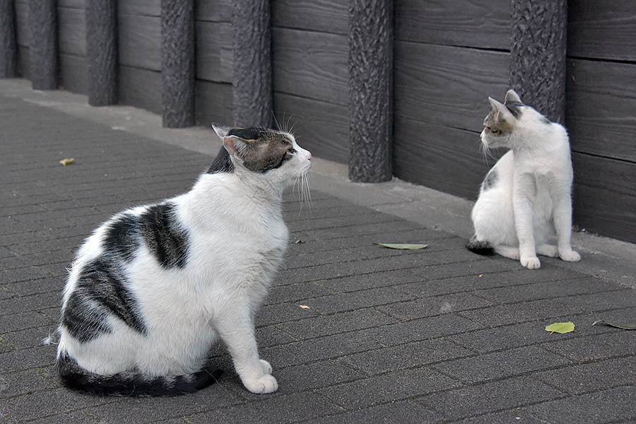 街のねこたち