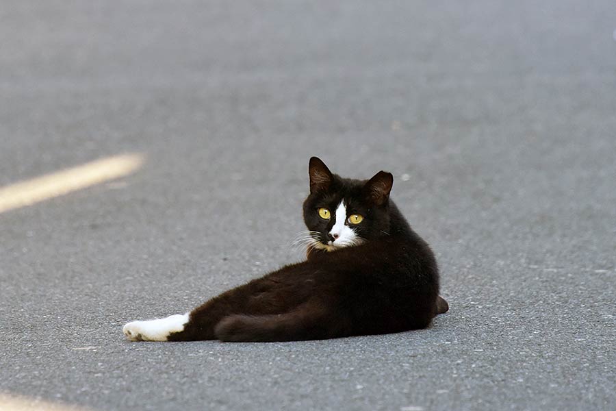 街のねこたち