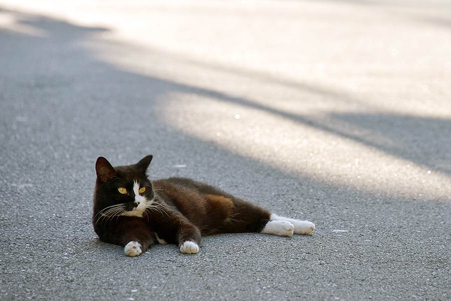 街のねこたち