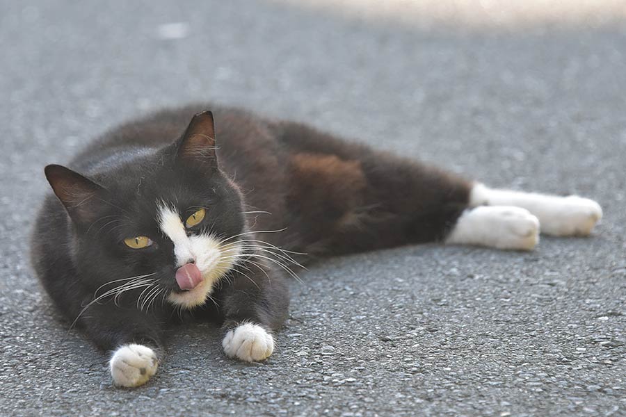 街のねこたち