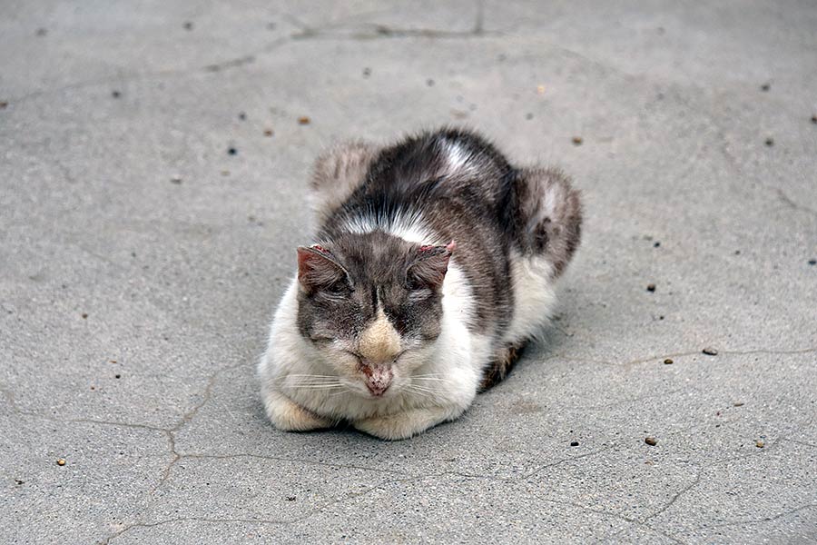 街のねこたち
