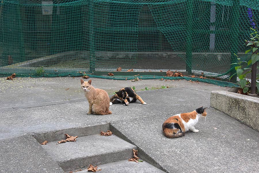 街のねこたち