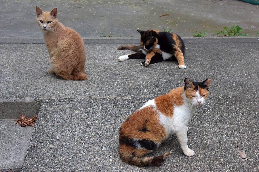 街のねこたち
