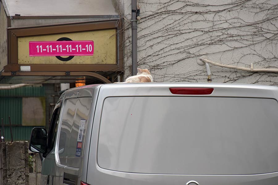 街のねこたち