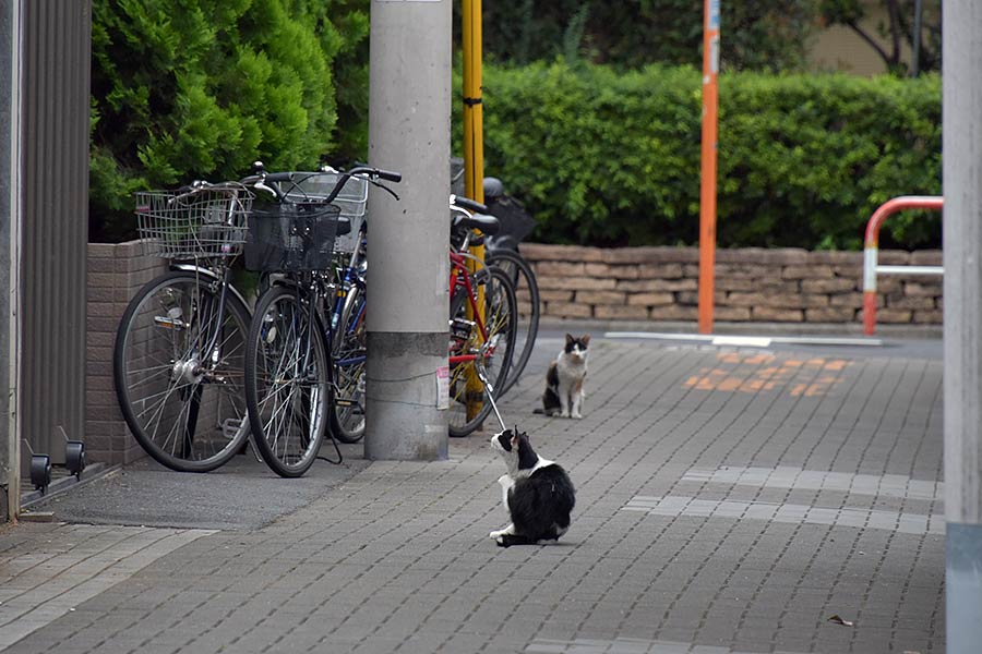 街のねこたち