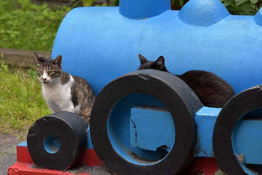 街のねこたち