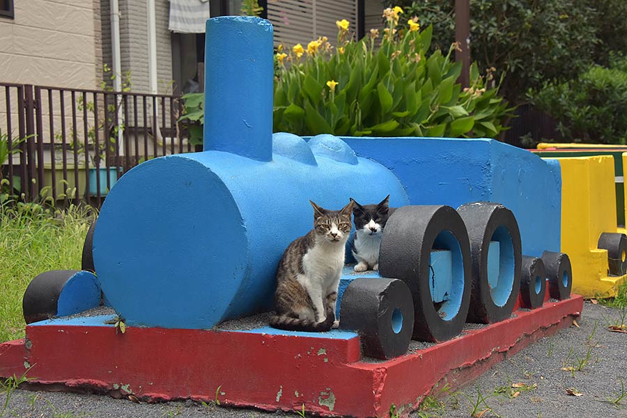 街のねこたち
