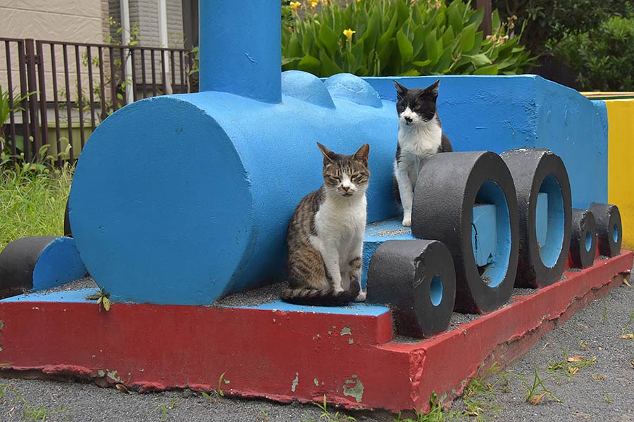 街のねこたち
